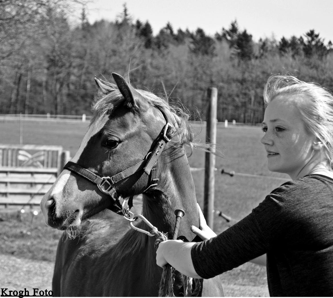 Welsh Pony (sec B) Bjerregårds Matiné billede 7