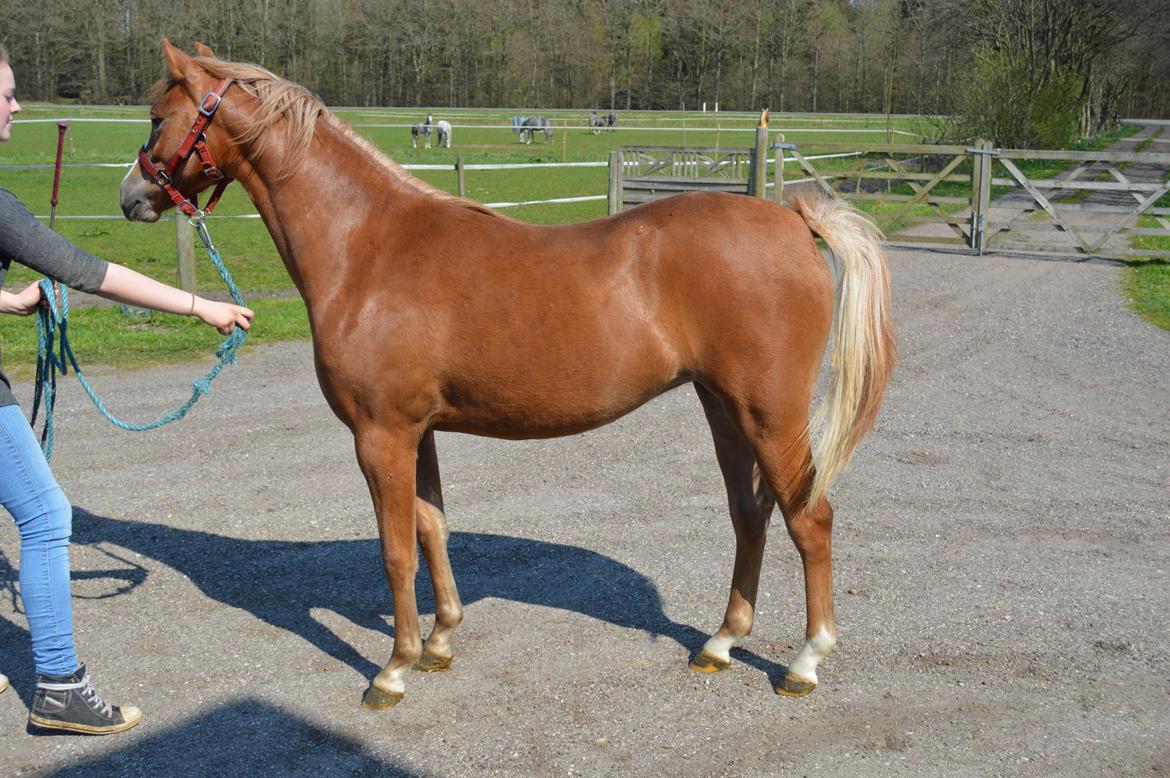 Welsh Pony (sec B) Bjerregårds Matiné billede 5