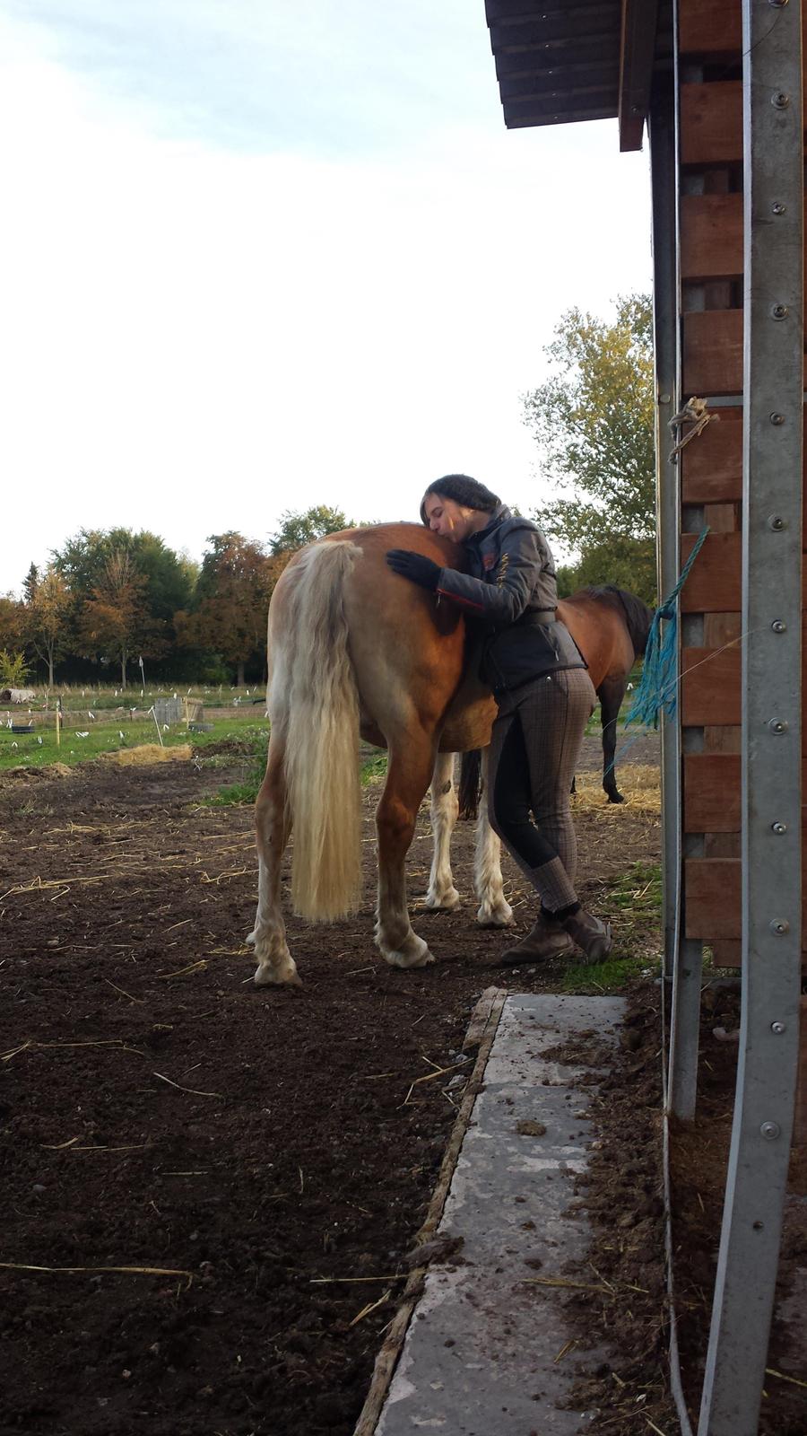 Tyroler Haflinger Stella billede 13