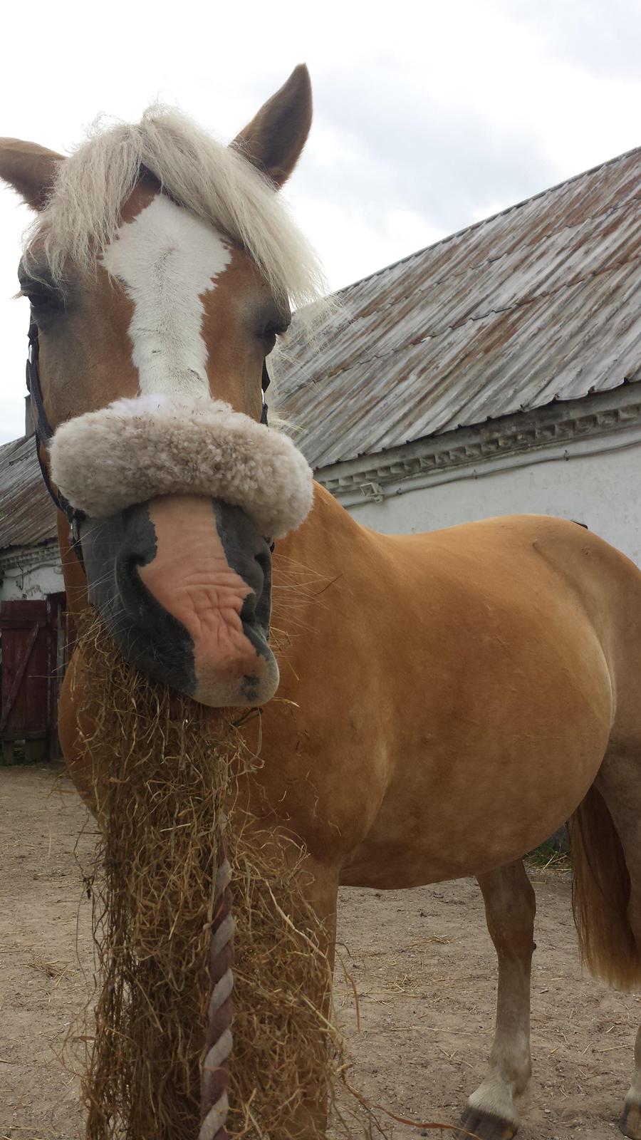Tyroler Haflinger Stella billede 12