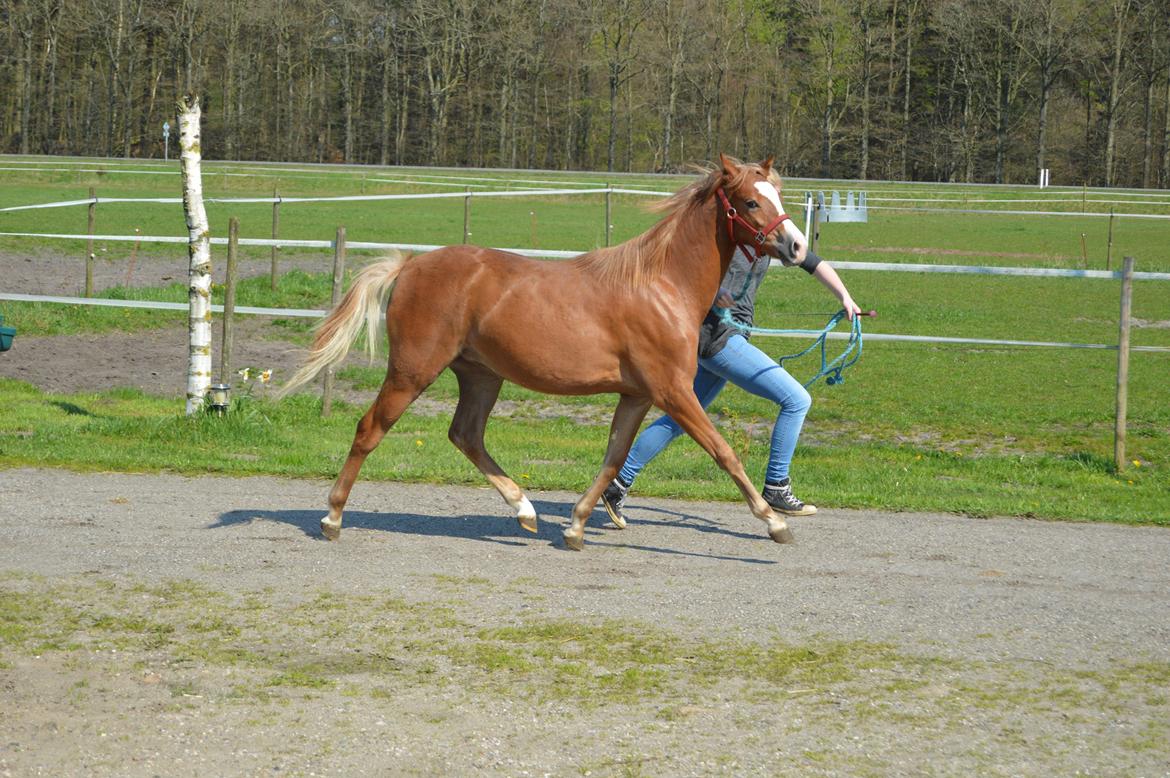 Welsh Pony (sec B) Bjerregårds Matiné billede 8