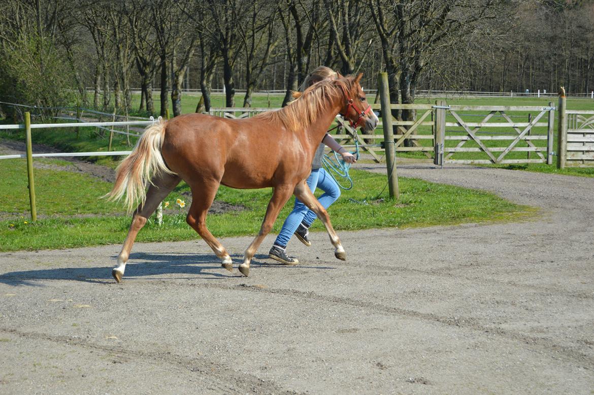 Welsh Pony (sec B) Bjerregårds Matiné billede 10