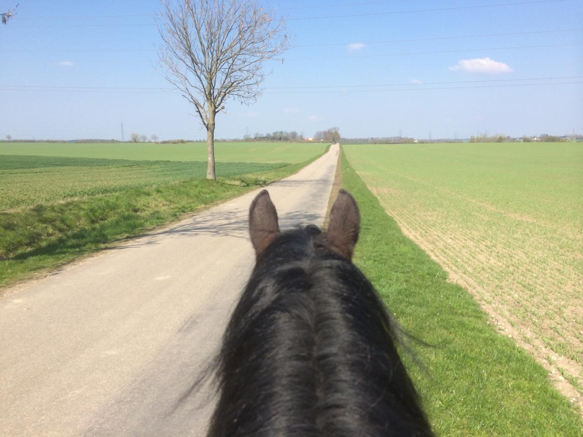 Oldenborg Cataco - på tur billede 15