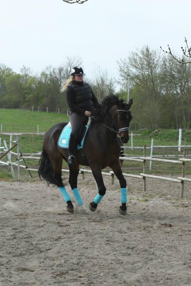 Oldenborg Cataco - anden gang jeg rider ham billede 16