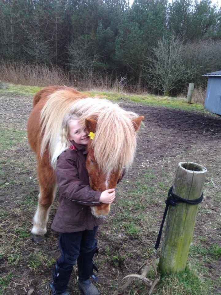 Islænder Baldur fra Hindø billede 2