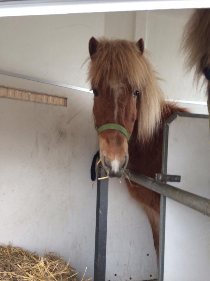 Islænder Baldur fra Hindø billede 4