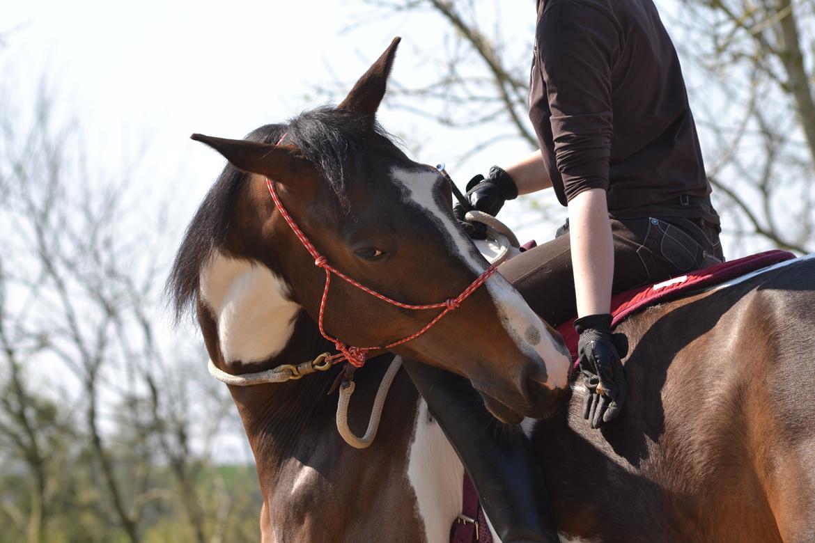 Anden særlig race Picasso - Picassos 7 års fødselsdag 20/4-2014 billede 7