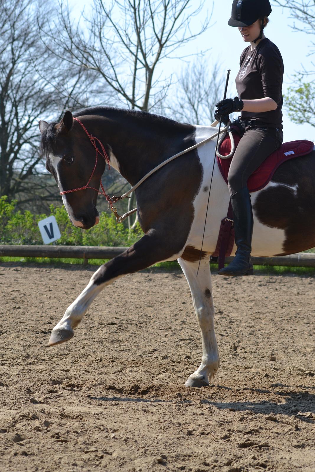 Anden særlig race Picasso - Picassos 7 års fødselsdag 20/4-2014 billede 14