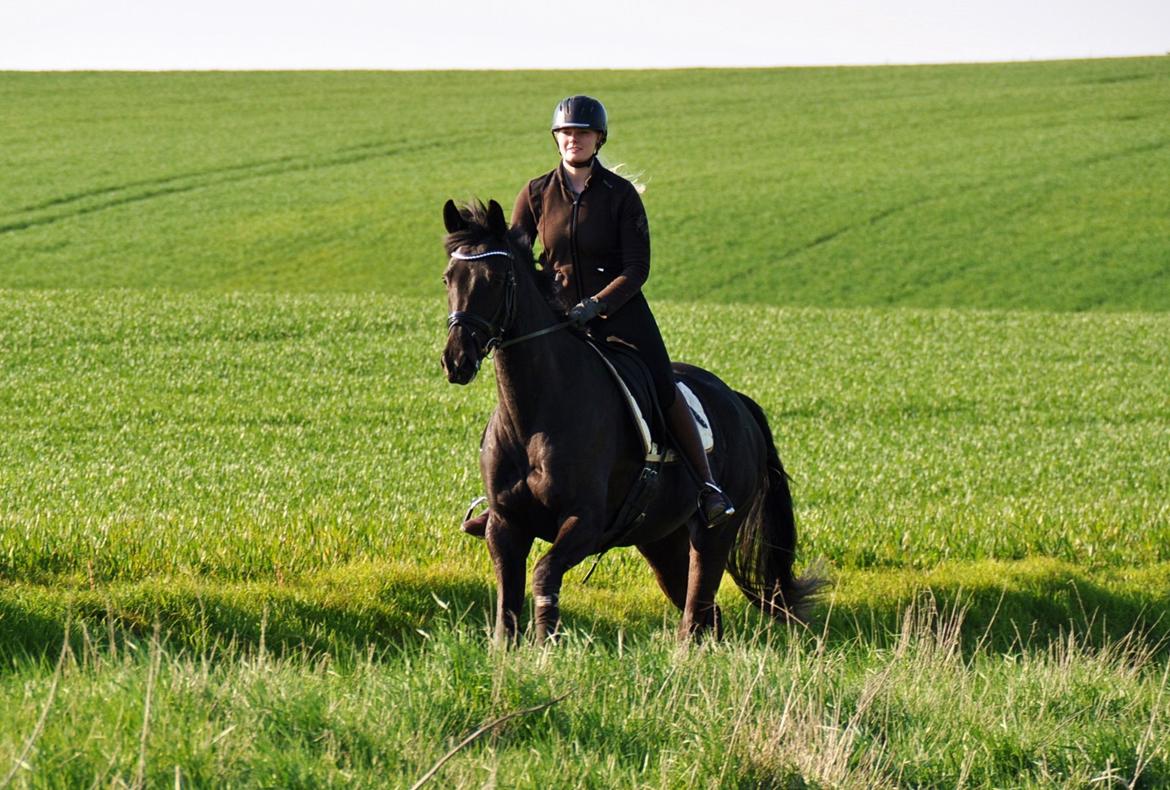 Dansk Varmblod Bucklands Donna - En god galop på marken er aldrig af vejen! billede 17