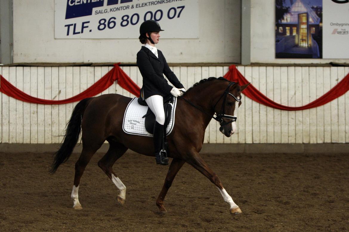 Hollandsk Sportspony Orchid's Marinja B-pony billede 1