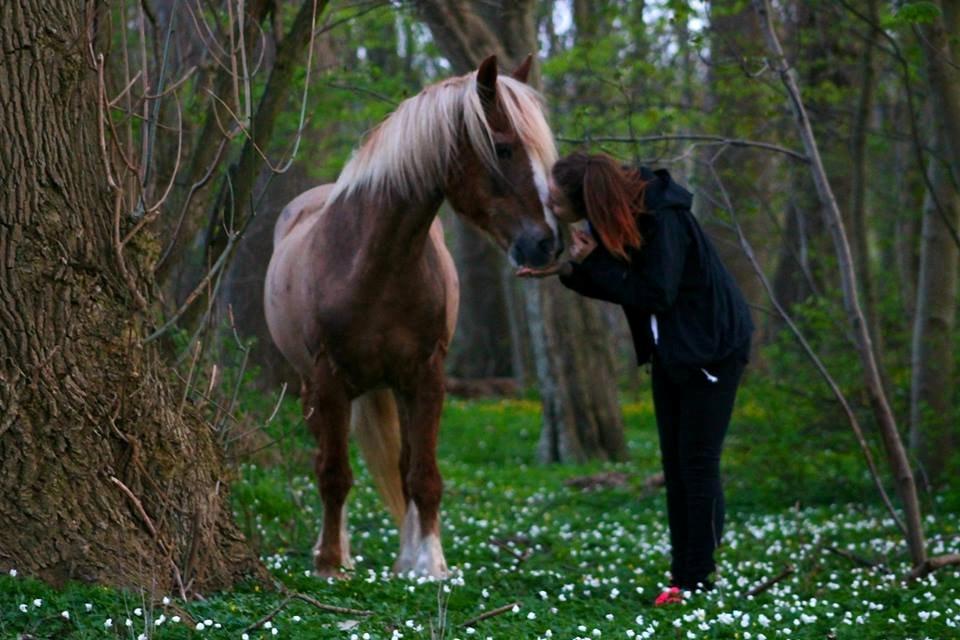 Welsh Cob (sec D) | Glanvyrnwy Olwena - Forår. ♥ April 2014. billede 11