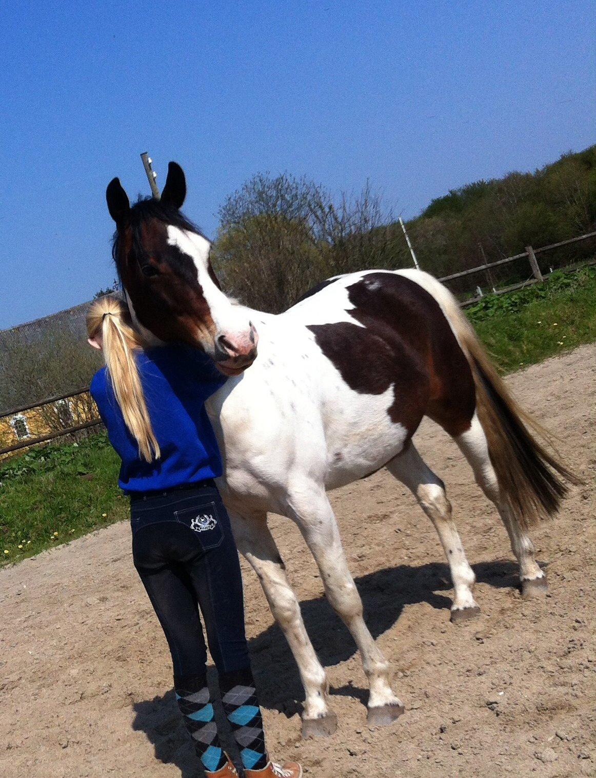 Pinto Hvedholms Figaro billede 12