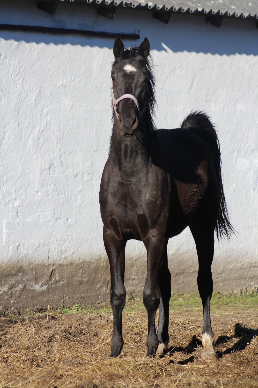 Dansk Varmblod Cezina R billede 1