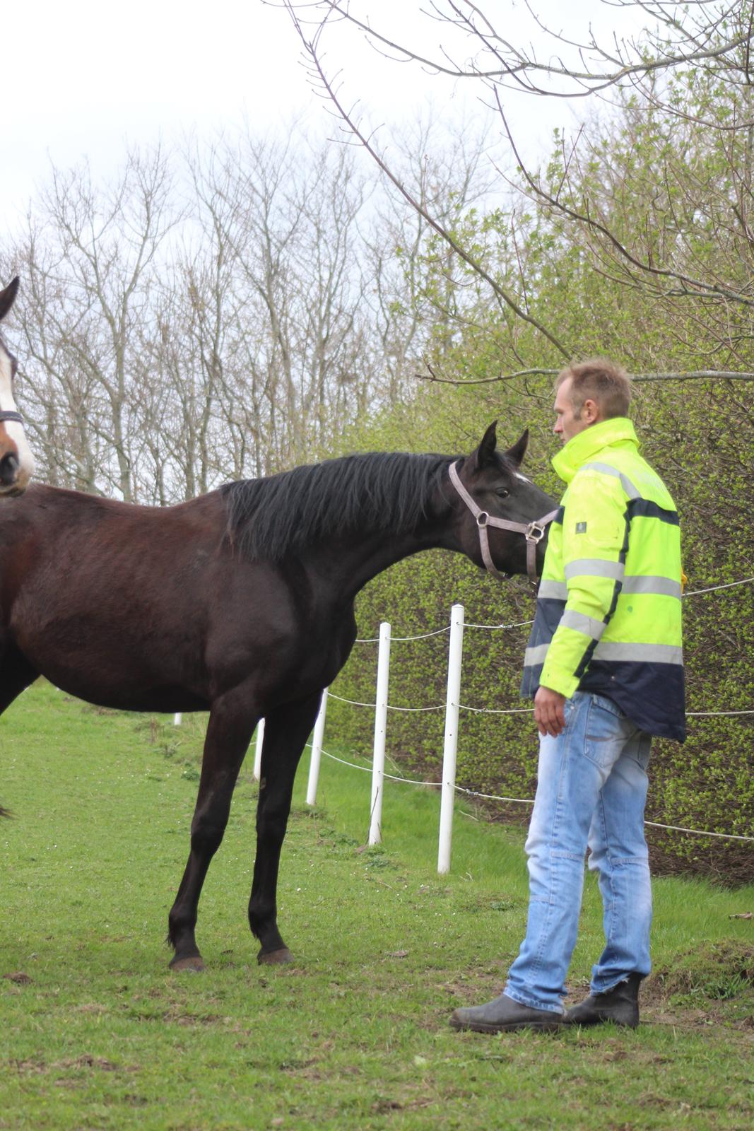 Dansk Varmblod Cezina R billede 12