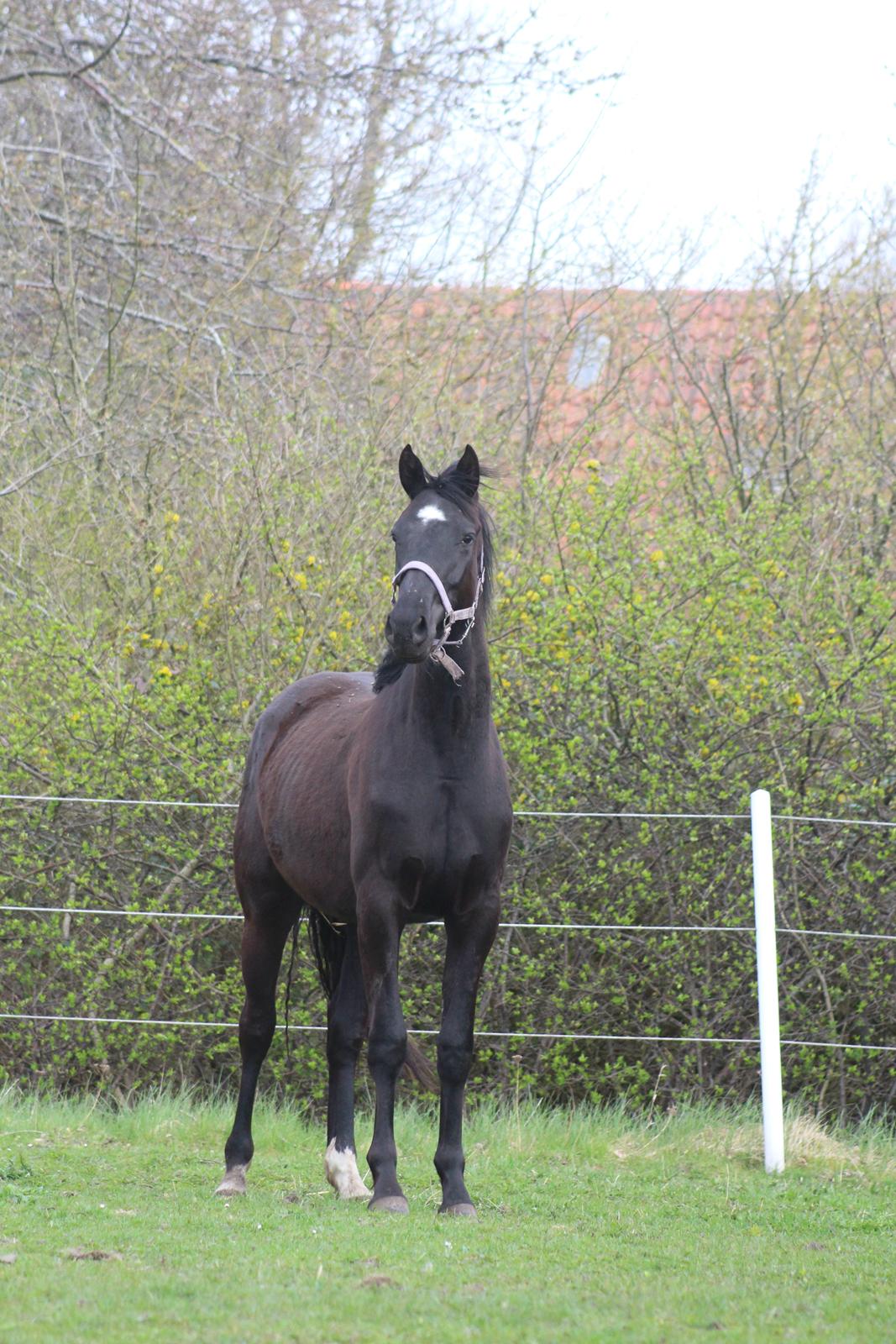 Dansk Varmblod Cezina R billede 15