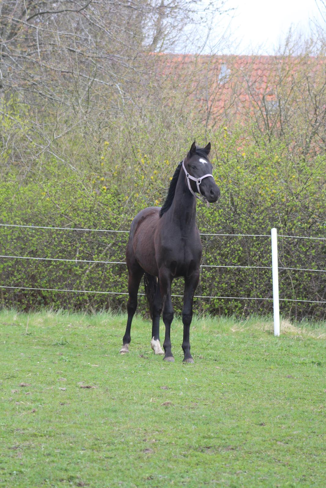 Dansk Varmblod Cezina R billede 17