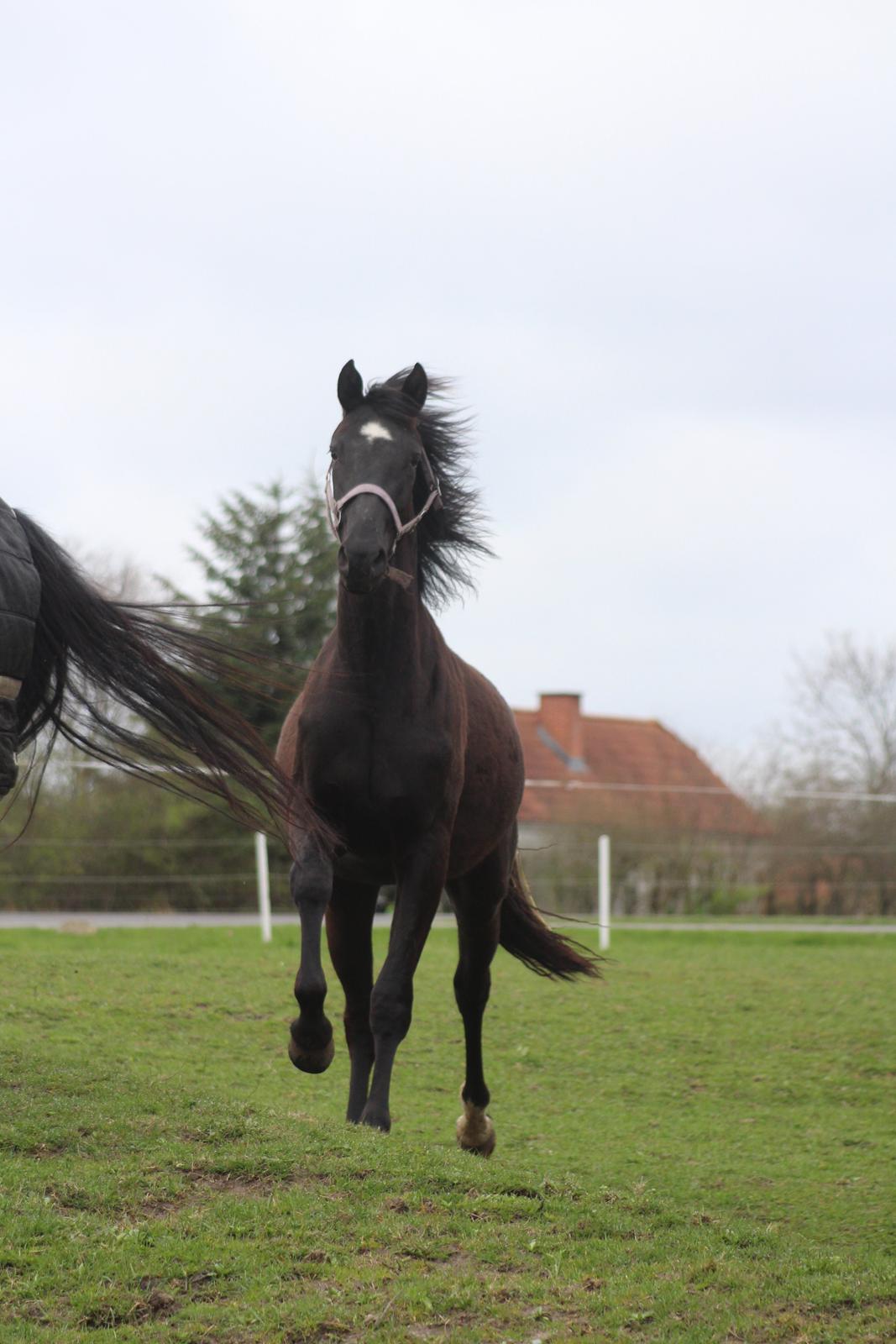 Dansk Varmblod Cezina R billede 13