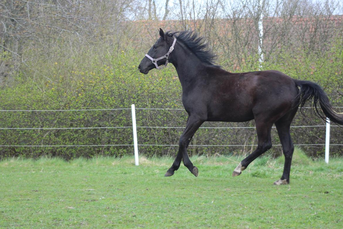 Dansk Varmblod Cezina R billede 14