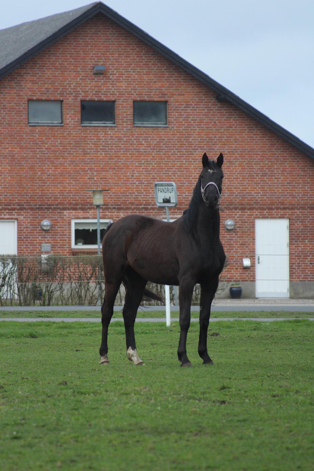 Dansk Varmblod Cezina R billede 18