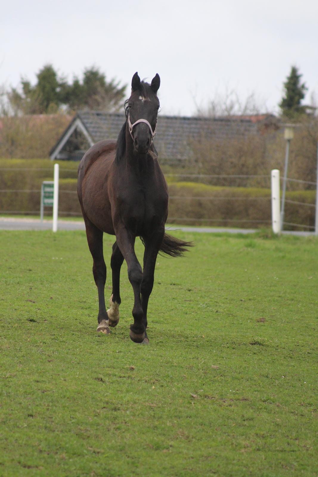 Dansk Varmblod Cezina R billede 19