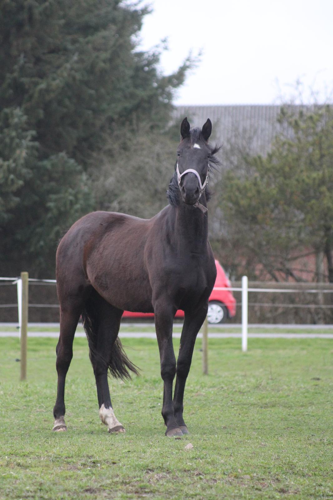 Dansk Varmblod Cezina R billede 20