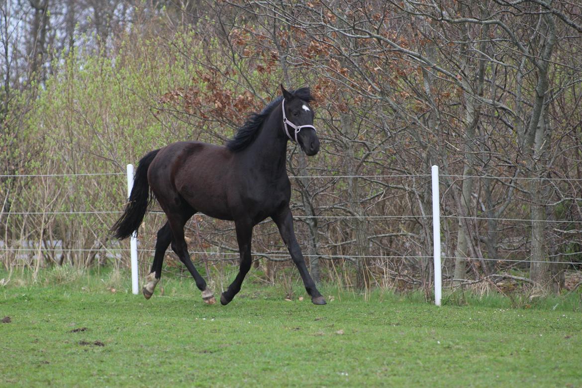 Dansk Varmblod Cezina R billede 16