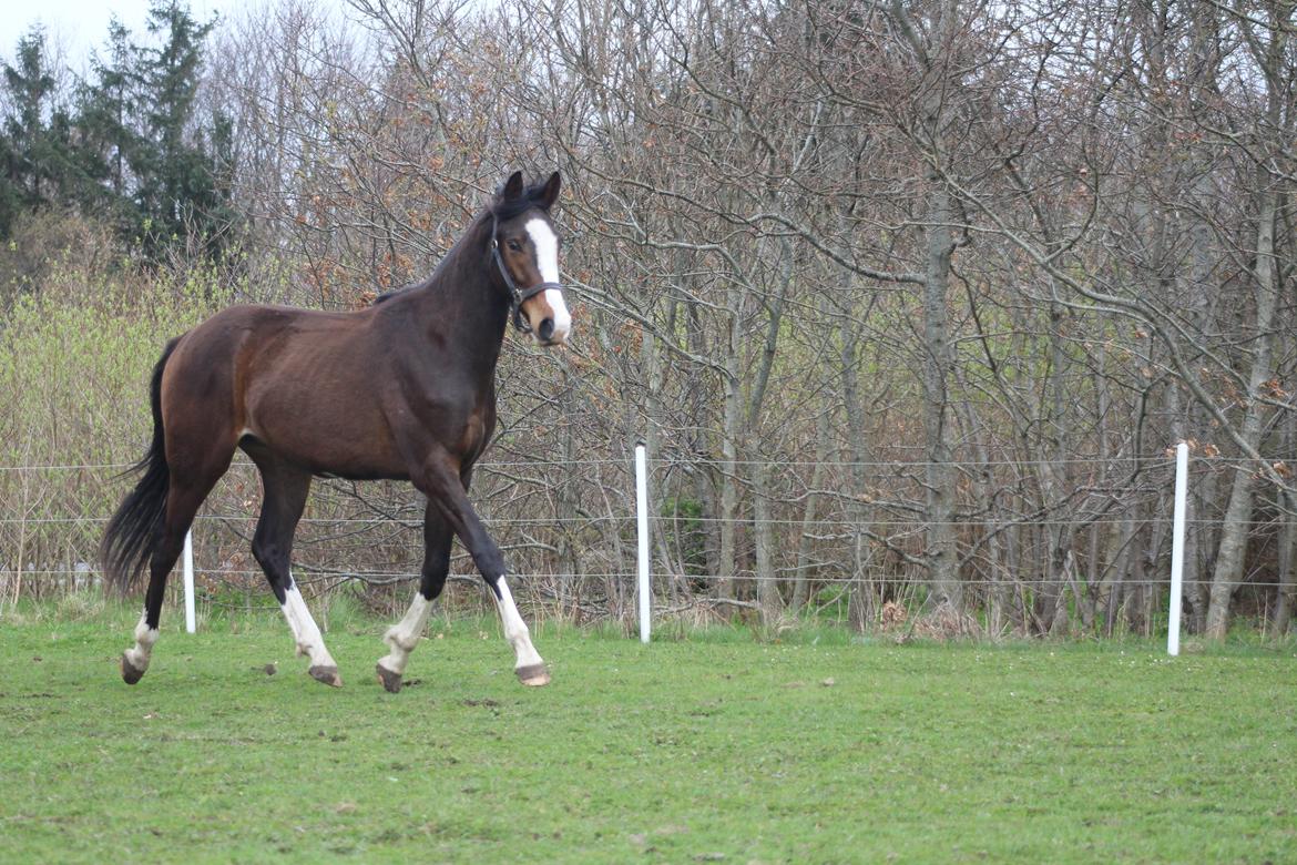 Dansk Varmblod Don O'Nico R billede 10