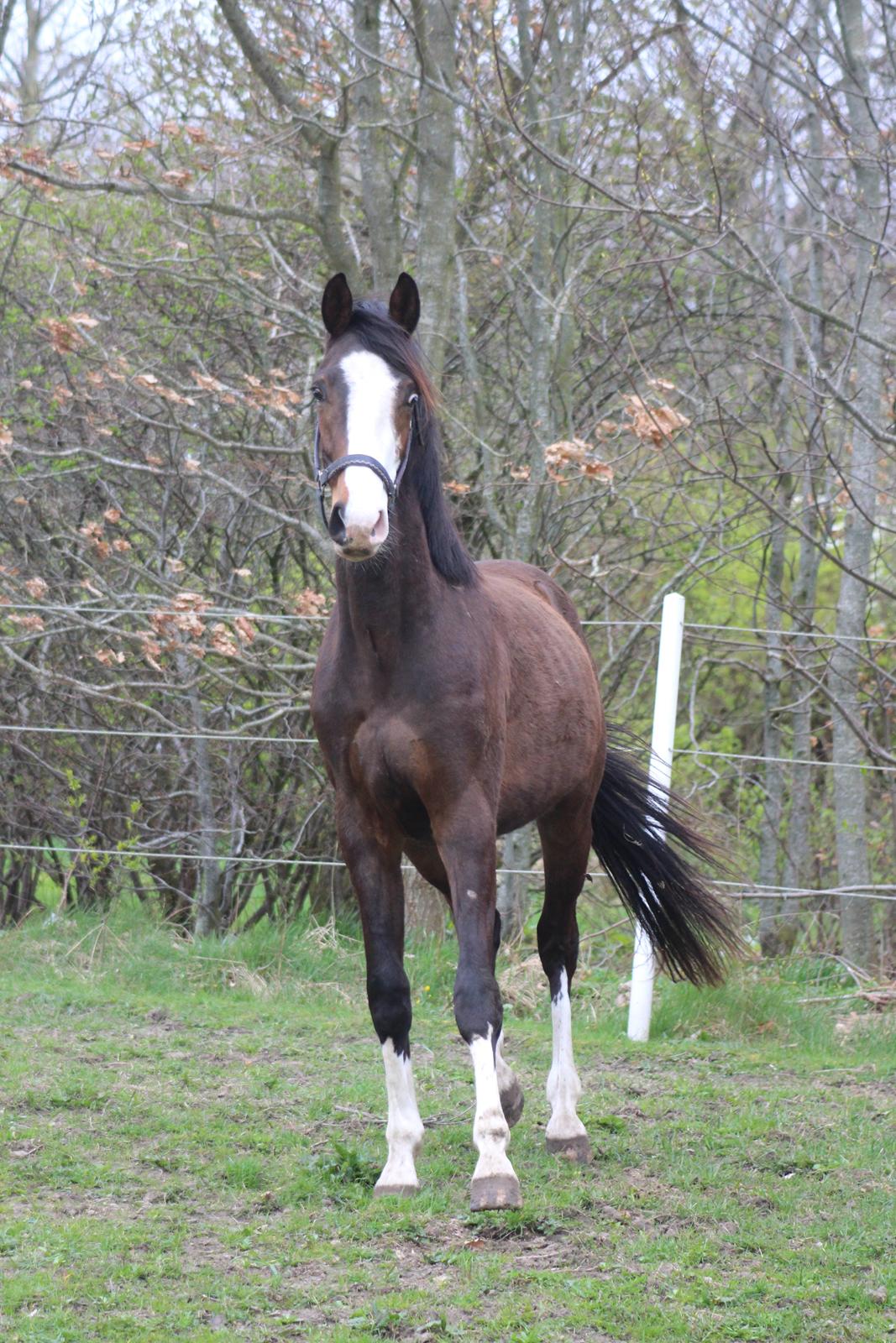 Dansk Varmblod Don O'Nico R billede 12