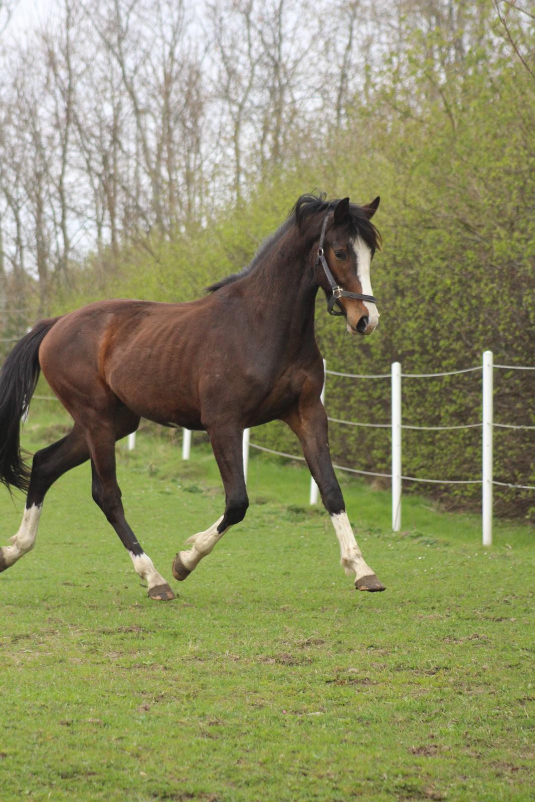 Dansk Varmblod Don O'Nico R billede 13