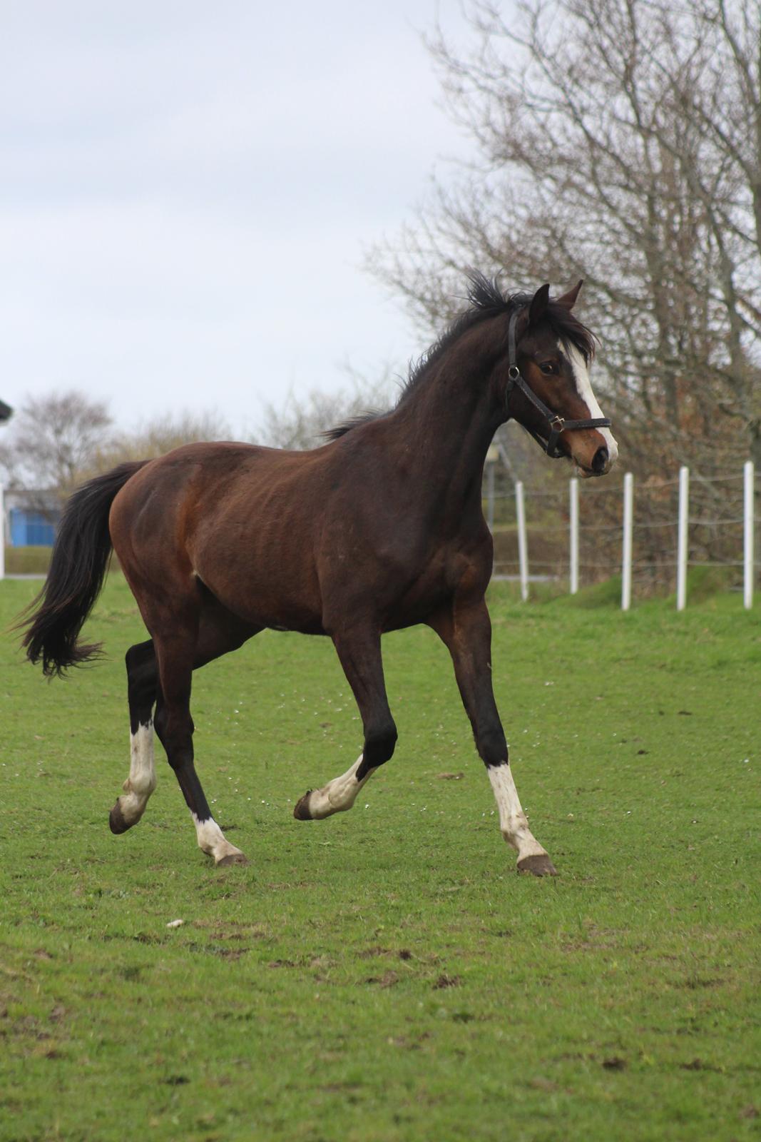 Dansk Varmblod Don O'Nico R billede 14