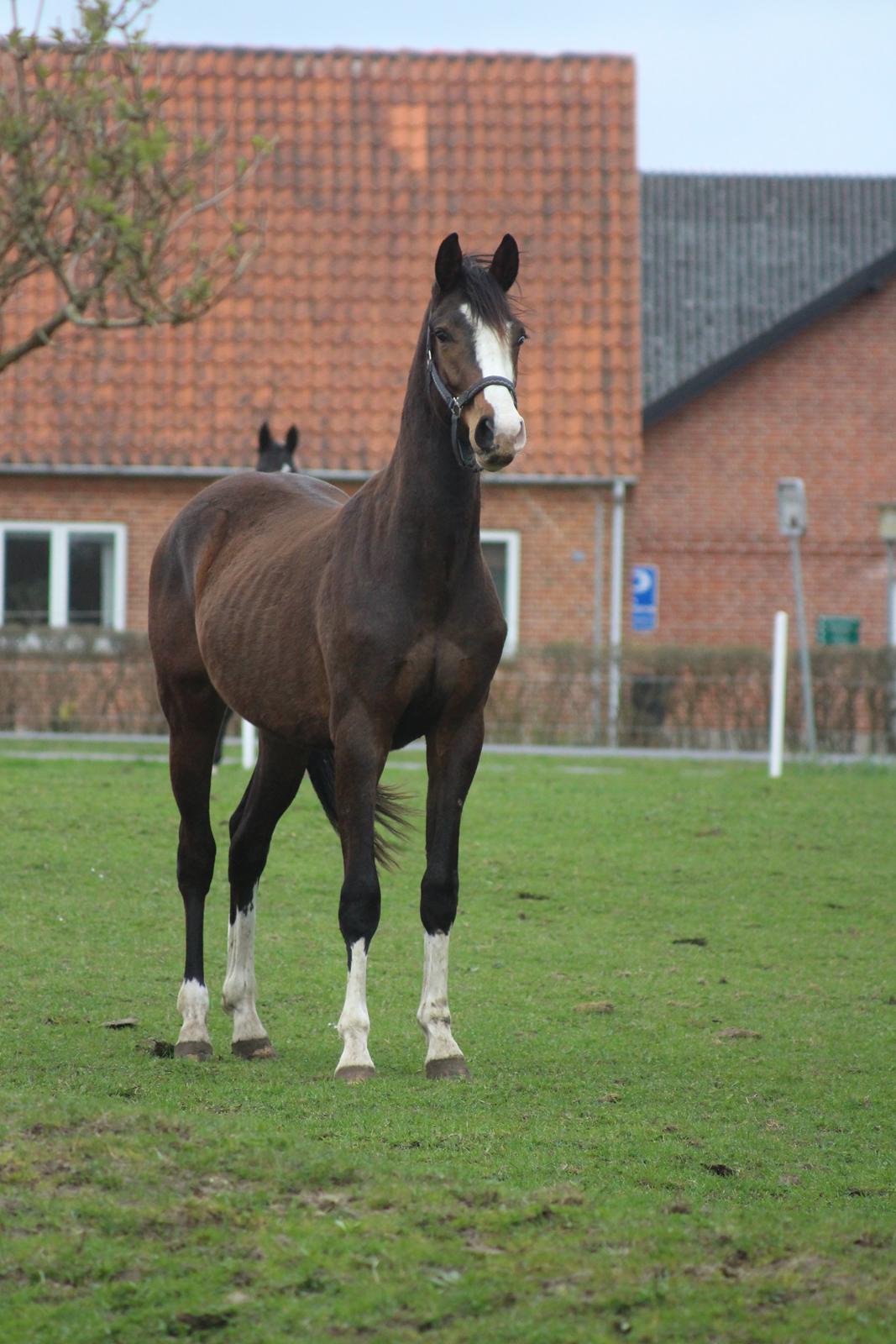 Dansk Varmblod Don O'Nico R billede 3