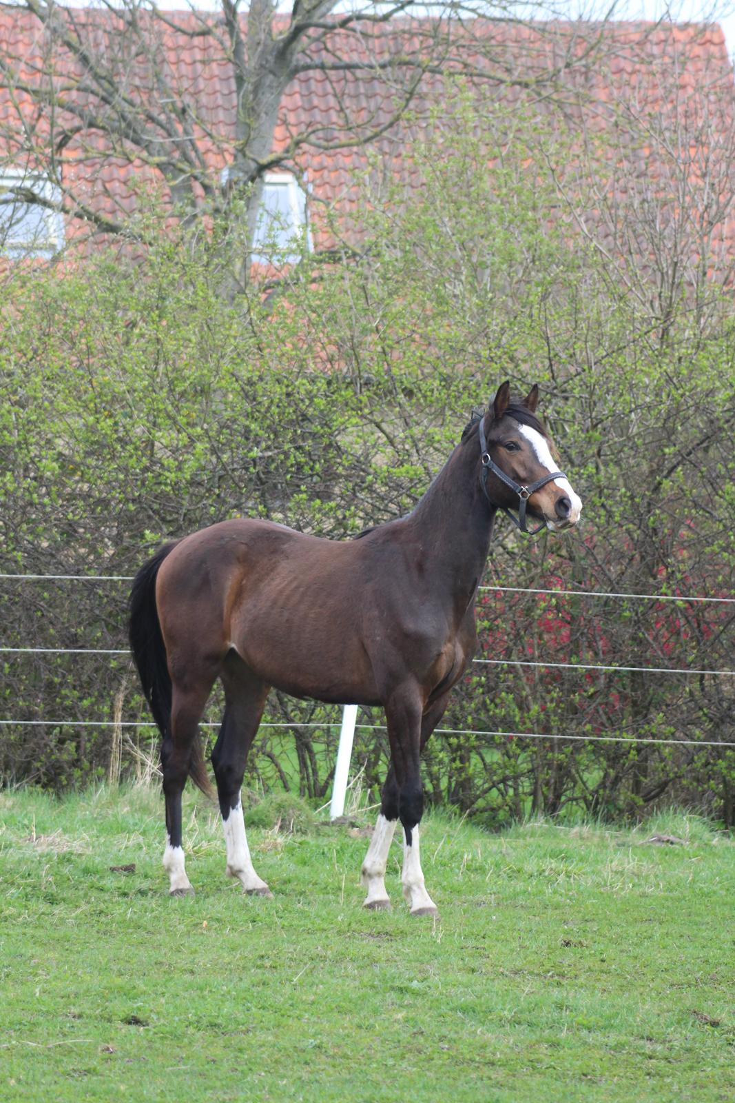 Dansk Varmblod Don O'Nico R billede 11