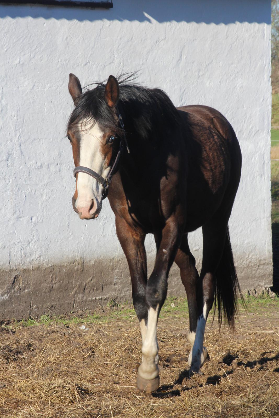 Dansk Varmblod Don O'Nico R billede 15