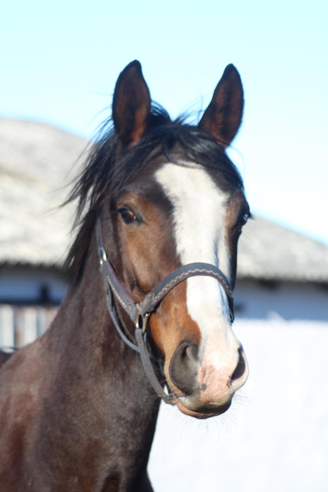 Dansk Varmblod Don O'Nico R billede 1