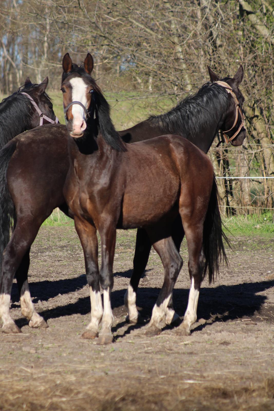 Dansk Varmblod Don O'Nico R billede 17
