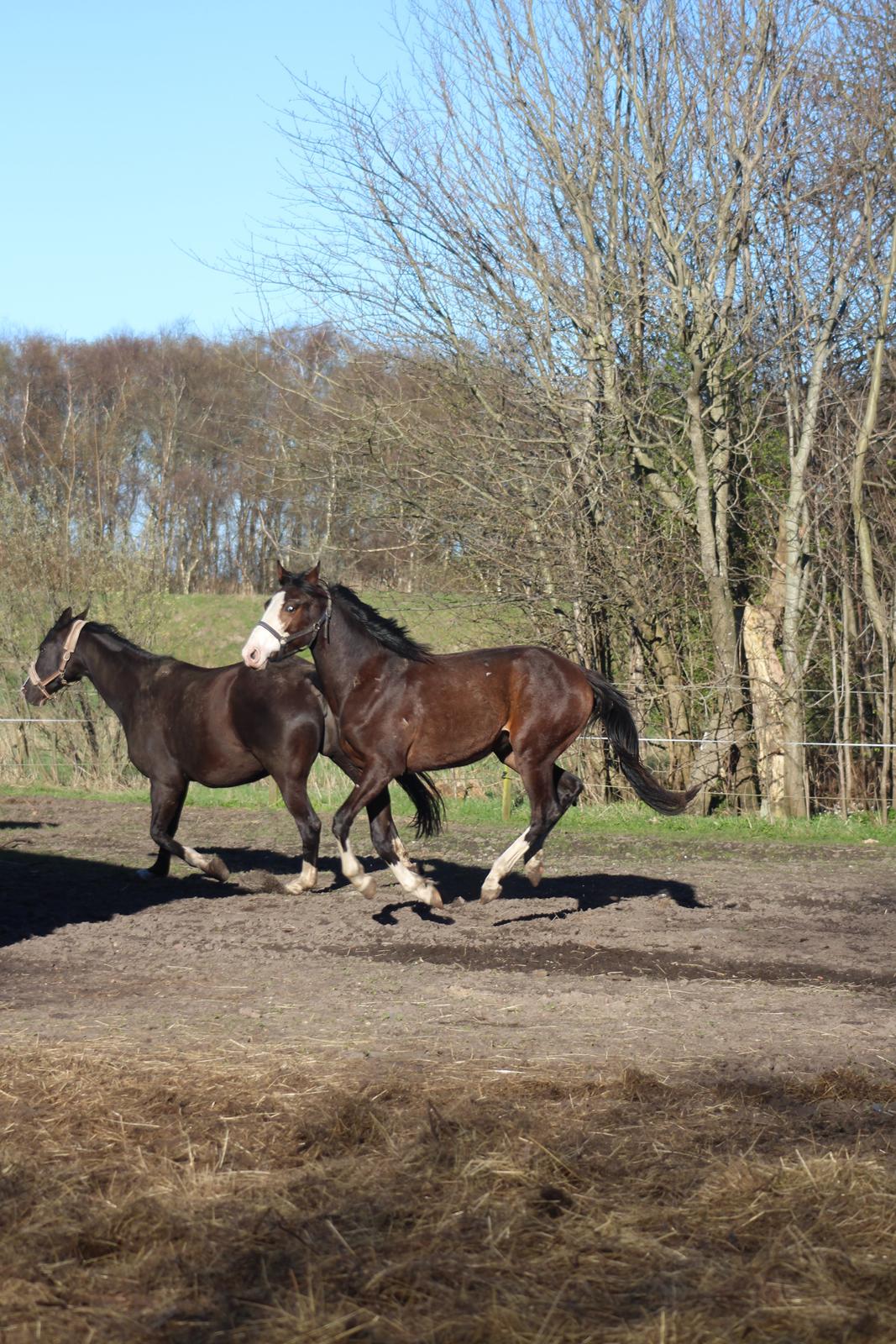 Dansk Varmblod Don O'Nico R billede 18