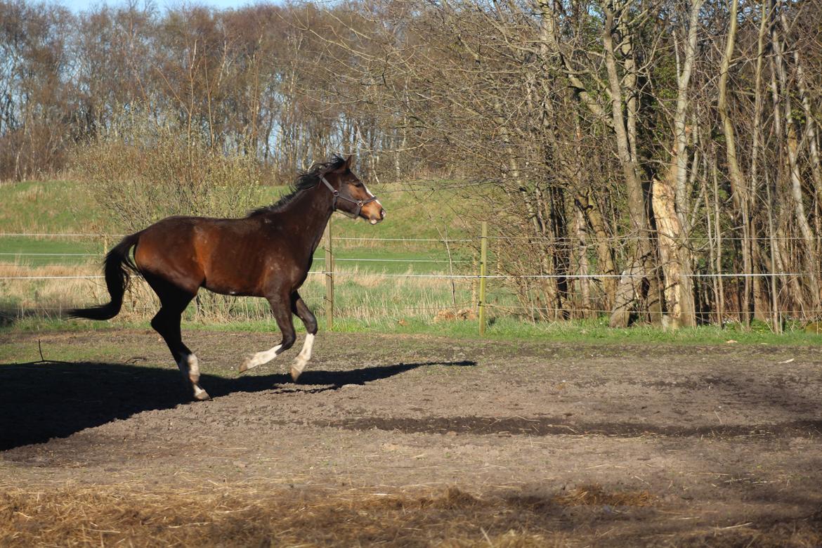 Dansk Varmblod Don O'Nico R billede 19