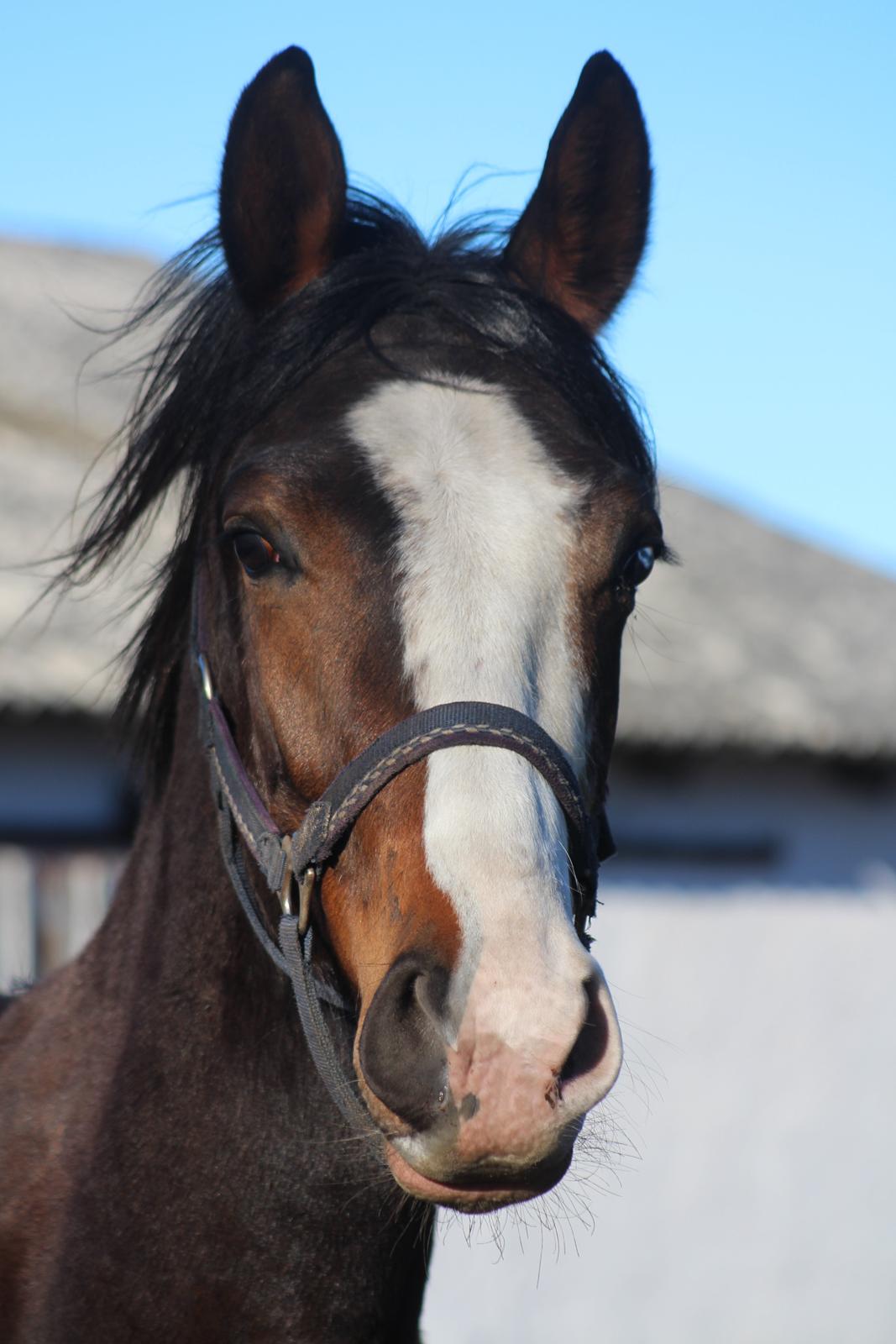 Dansk Varmblod Don O'Nico R billede 16