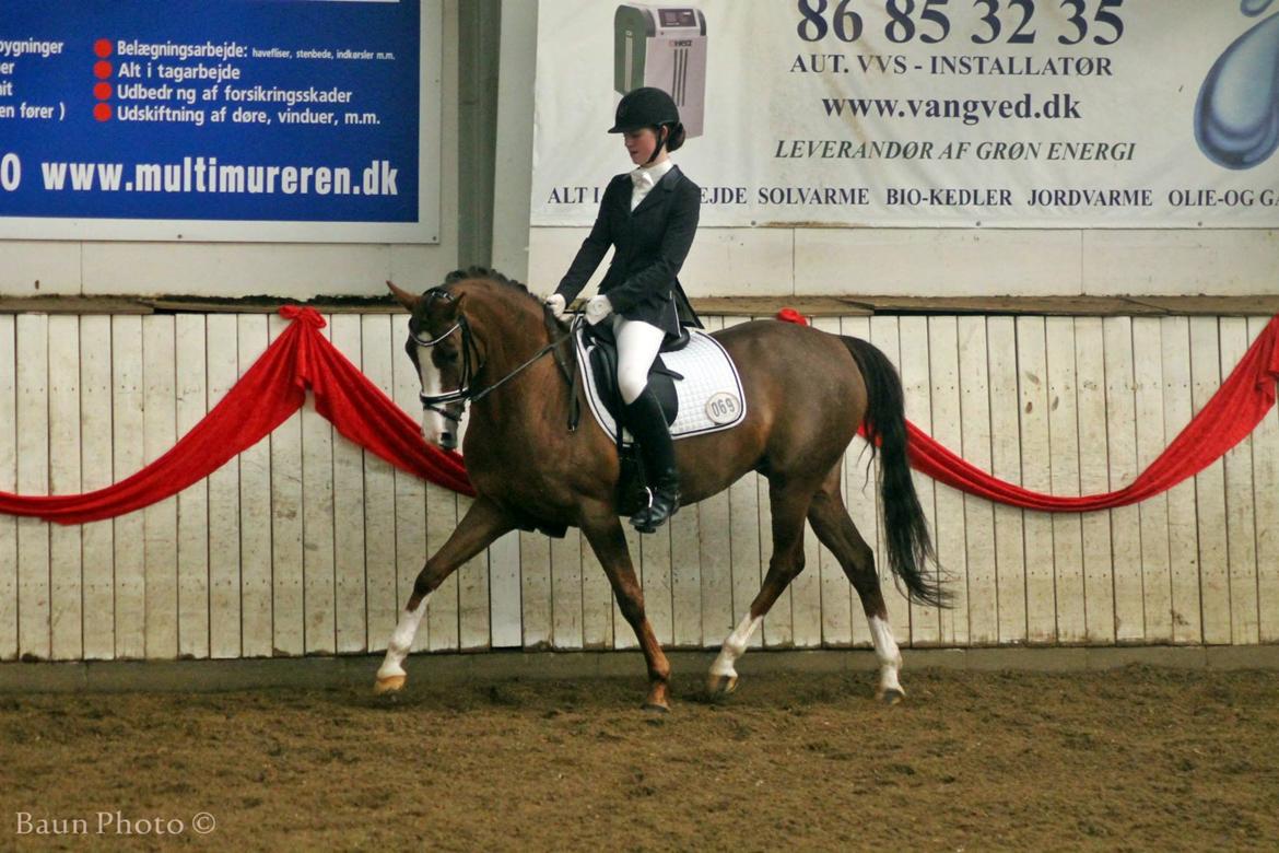 Hollandsk Sportspony Orchid's Marinja B-pony billede 18