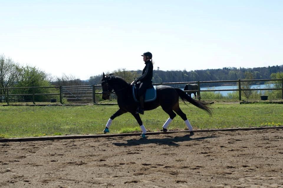 DSP Kjær's Calderina - Velkommen til Calderinas profil, i må super gerne smide en kommentar og en bedømmelse :-) billede 1
