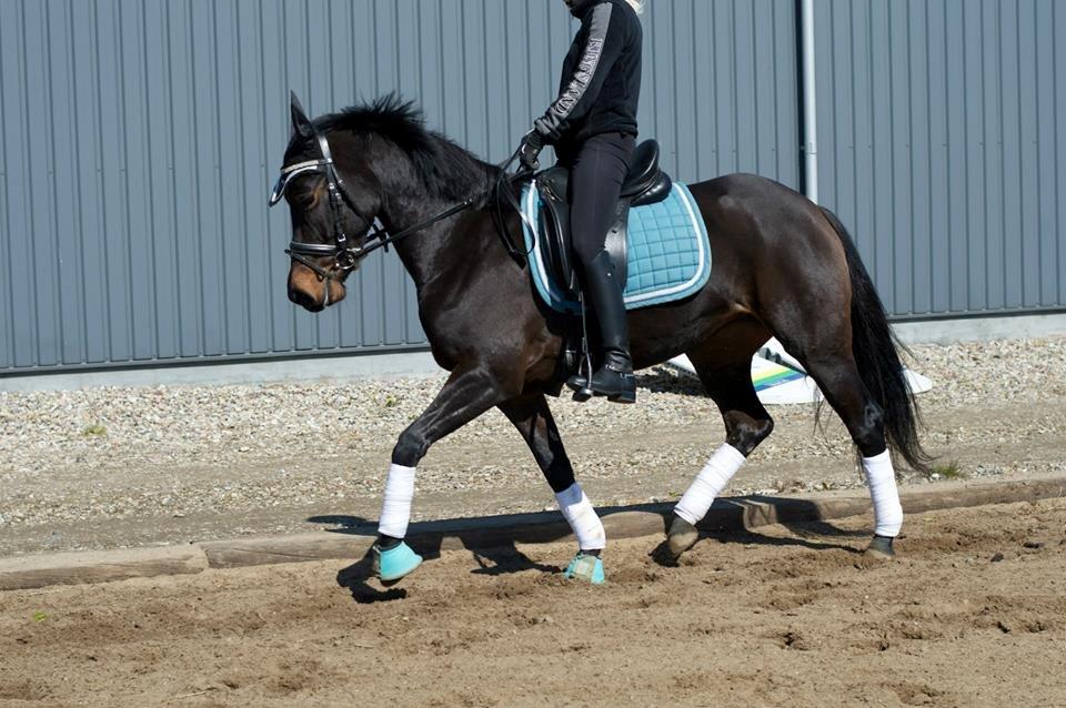 DSP Kjær's Calderina - 19-04-2014 billede 8