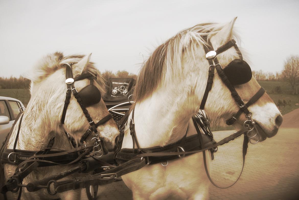 Fjordhest Luckas - "Hvad sker der?" Synkron-kigning ;p billede 11