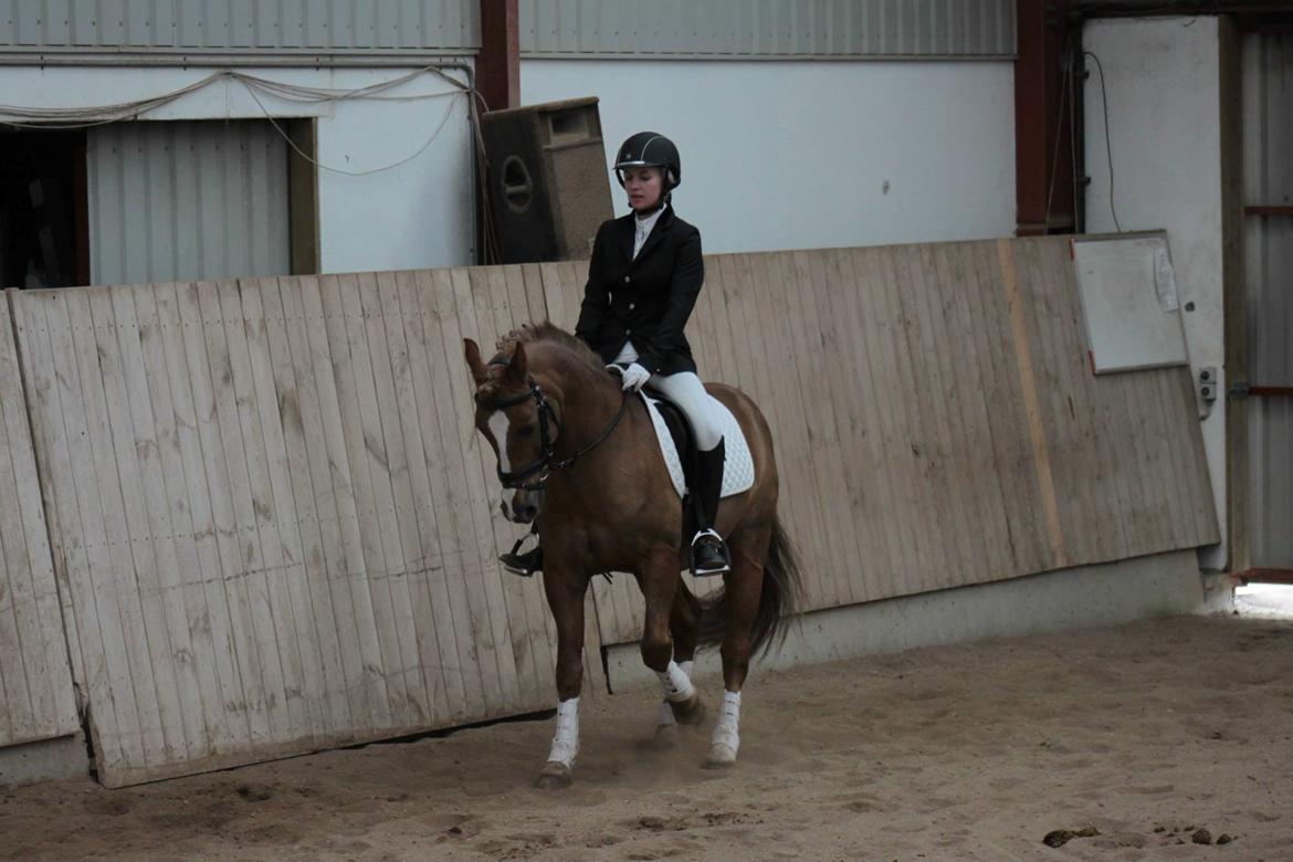 New Forest Horsemosens May Bazar billede 17