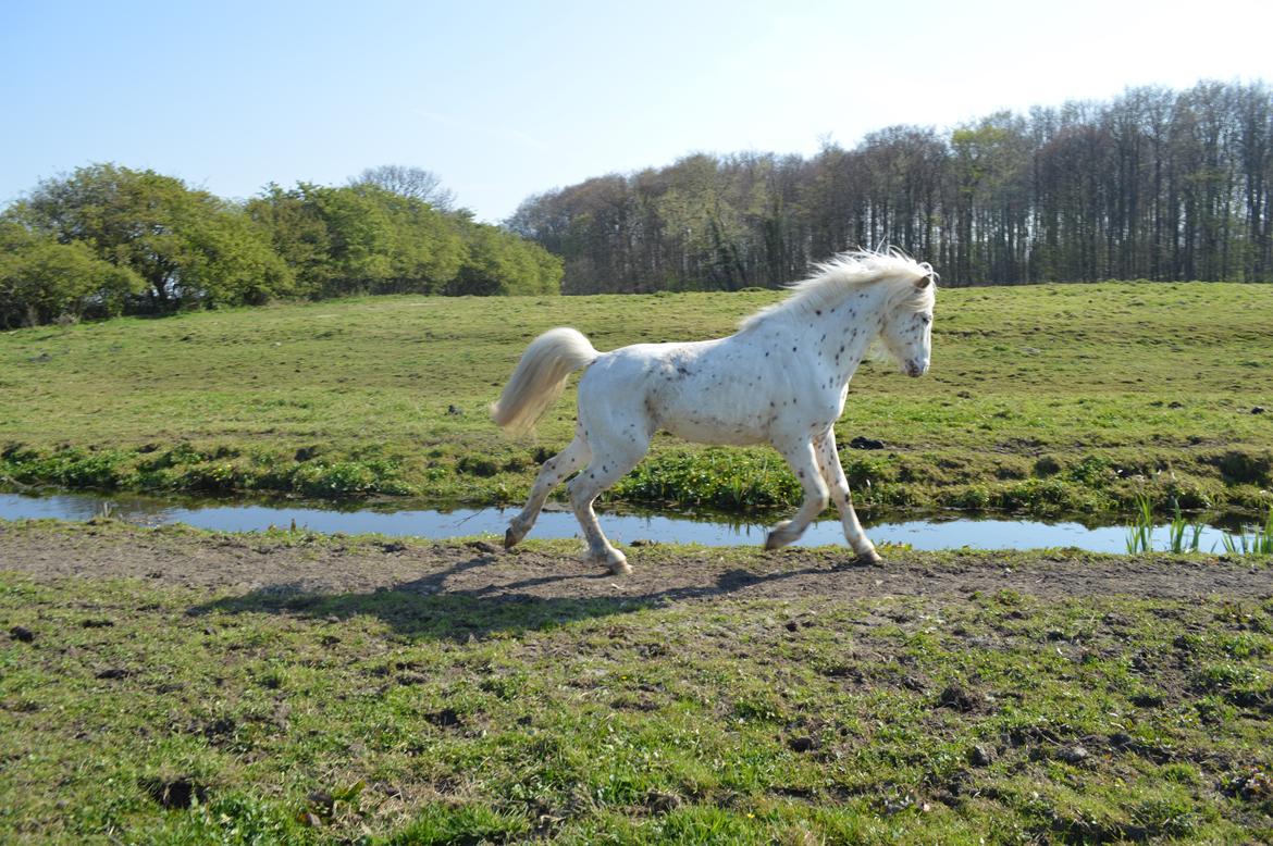 Knabstrupper Laban (SOLGT) - April 2014 billede 9