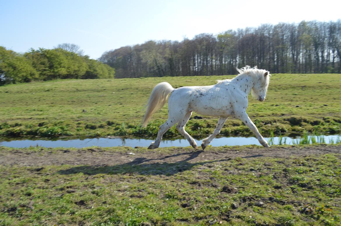 Knabstrupper Laban (SOLGT) - 20.4.14 billede 10