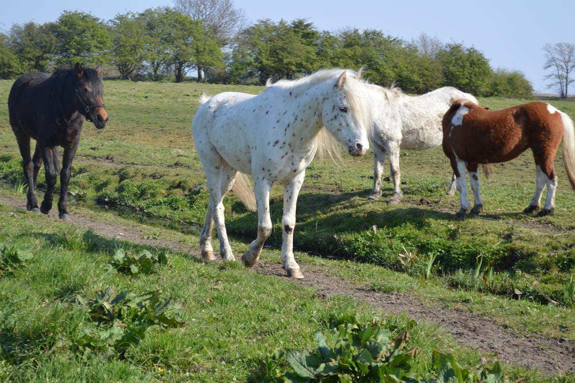 Knabstrupper Laban (SOLGT) - 20.4.14 billede 11