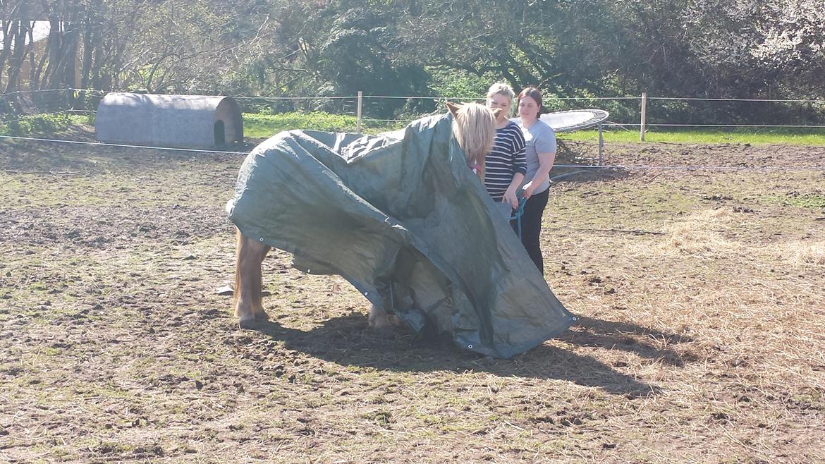 Islænder Fína fra Thorup.<3 billede 20