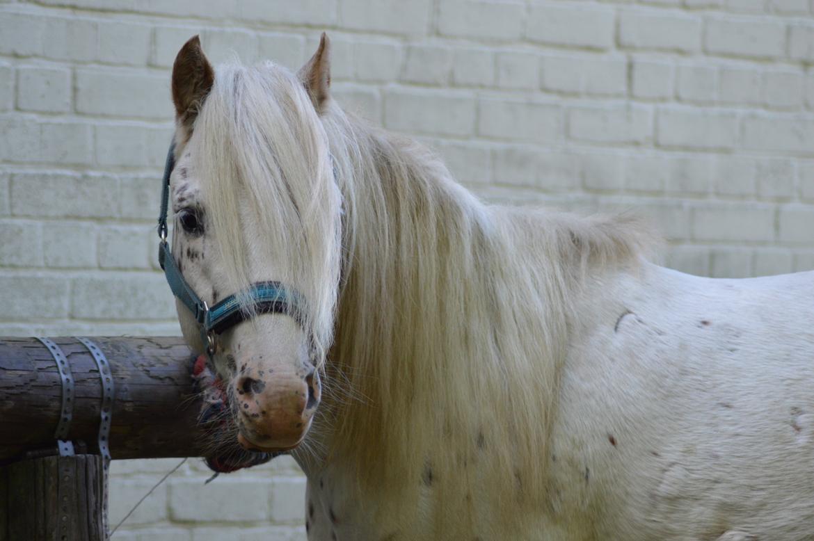 Knabstrupper Laban (SOLGT) - 2013 billede 12