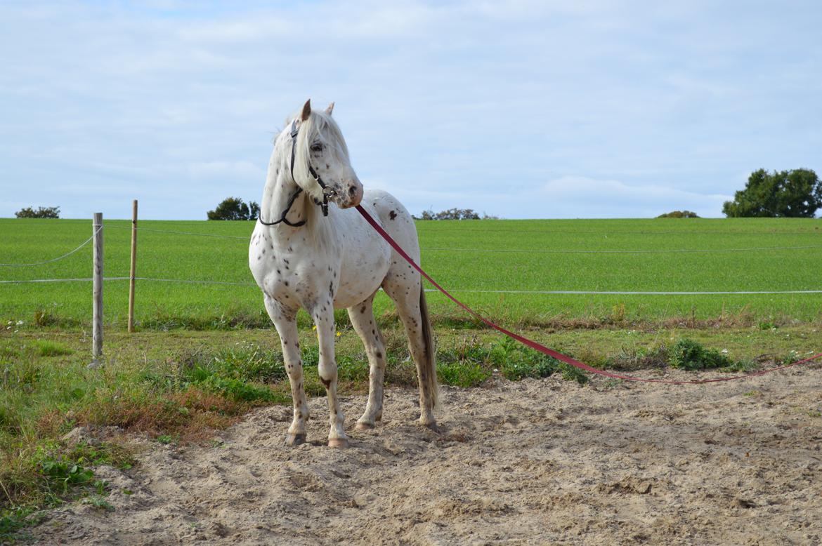 Knabstrupper Laban (SOLGT) - 2013 billede 13
