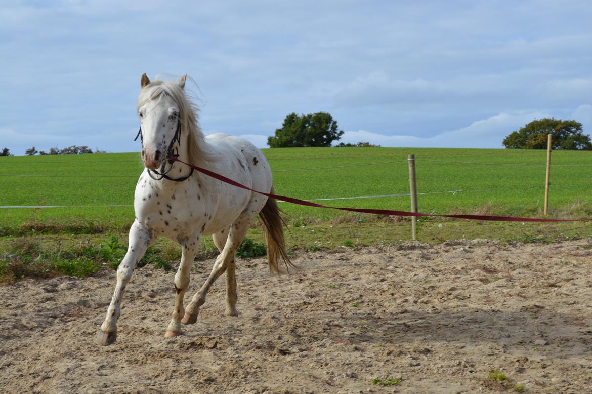 Knabstrupper Laban (SOLGT) - longering 8/2013 billede 14